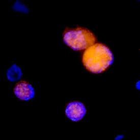 Immunocytochemistry M-CSFR/CD115 Antibody [Unconjugated]