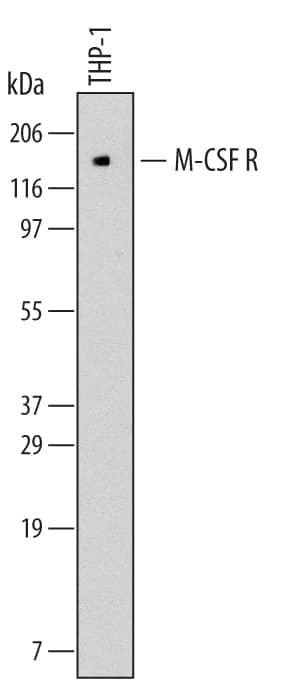 Western Blot M-CSFR/CD115 Antibody (61701) [Unconjugated]