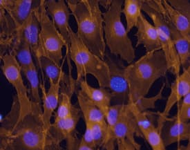 Immunocytochemistry M-Cadherin/Cadherin-15 Antibody [Unconjugated]