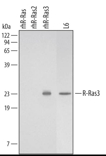 Western Blot M-Ras/R-Ras3 Antibody