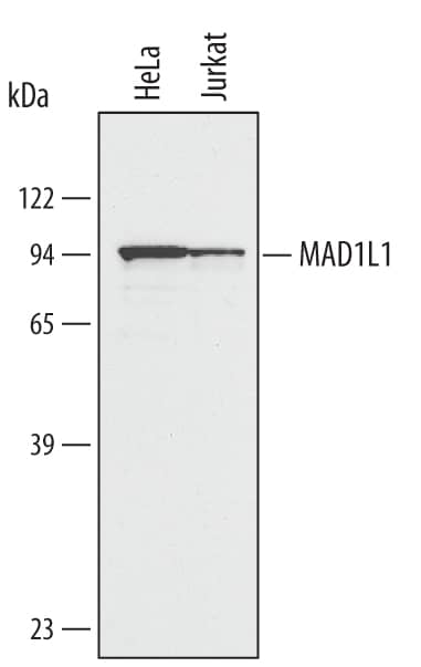 Western blot shows lysates of HeLa human cervical epithelial carcinoma cell line and Jurkat human acute T cell leukemia cell line. PVDF membrane was probed with 1 µg/mL of Human MAD1L1 Antigen Affinity-purified Polyclonal Antibody (Catalog # AF4194) followed by HRP-conjugated Anti-Goat IgG Secondary Antibody (Catalog # HAF017). A specific band was detected for MAD1L1 at approximately 90 kDa (as indicated). This experiment was conducted using Immunoblot Buffer Group 1.