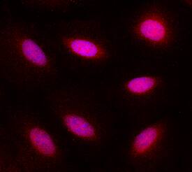 MAD2L1 was detected in immersion fixed A549 human lung carcinoma cell line using Goat Anti-Human/Rat MAD2L1 Antigen Affinity-purified Polyclonal Antibody (Catalog # AF4005) at 10 µg/mL for 3 hours at room temperature. Cells were stained using the NorthernLights™ 557-conjugated Anti-Goat IgG Secondary Antibody (red; Catalog # NL001) and counterstained with DAPI (blue). Specific staining was localized to nuclei and cytoplasm. View our protocol for Fluorescent ICC Staining of Cells on Coverslips.