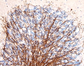 MAG/Siglec‑4a was detected in perfusion fixed frozen sections of rat brain (cerebellum) using 25 &micro;g/mL Goat Anti-Rat MAG/Siglec‑4a Antigen Affinity-purified Polyclonal Antibody (Catalog # AF538) overnight at 4 &deg;C. Tissue was stained with the Anti-Goat HRP-DAB Cell & Tissue Staining Kit (brown; Catalog # CTS008) and counterstained with hematoxylin (blue). Specific labeling was localized to processes of oligodendrocytes. View our protocol for Chromogenic IHC Staining of Frozen Tissue Sections.