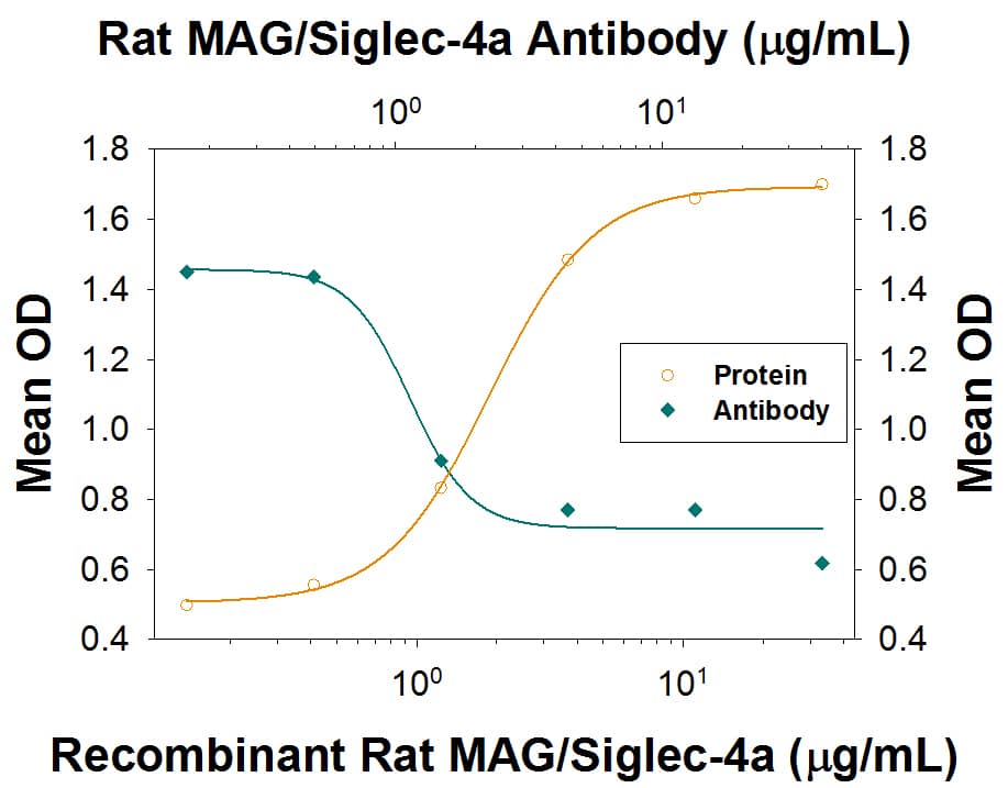 Recombinant Rat MAG/Siglec-4a Fc Chimera (Catalog # 538-MG), immobilized onto a microplate, supports the adhesion of human red blood cells in a dose-dependent manner (orange line). Adhesion elicited by Recombinant Rat MAG/Siglec-4a Fc Chimera (6 µg/mL) is neutralized (green line) by increasing concentrations of Mouse Anti-Rat MAG/Siglec-4a Monoclonal Antibody (Catalog # MAB538). At 40 µg/mL, this antibody will neutralize approximately 60-85% of Recombinant Rat MAG/Siglec-4a-dependent adhesion of human red blood cells.