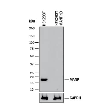 <b>Genetic Strategies Validation. </b>Western blot shows lysates of HEK293T human embryonic kidney parental cell line and MANF knockout HEK293T cell line (KO). PVDF membrane was probed with 1 µg/mL of Goat Anti-Human MANF Antigen Affinity-purified Polyclonal Antibody (Catalog # AF3748) followed by HRP-conjugated Anti-Goat IgG Secondary Antibody (Catalog # HAF017). A specific band was detected for MANF at approximately 17 kDa (as indicated) in the parental HEK293T cell line, but is not detectable in knockout HEK293Tcell line. GAPDH (Catalog # AF5718) is shown as a loading control. This experiment was conducted under reducing conditions and using Immunoblot Buffer Group 1.