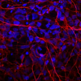 MAP2 was detected in immersion fixed human embryonic stem cells/neurospheres using Mouse Anti-Human MAP2 Monoclonal Antibody (Catalog # MAB8304) at 10 µg/mL for 3 hours at room temperature. Cells were stained using the NorthernLights™ 557-conjugated Anti-Mouse IgG Secondary Antibody (red; Catalog # NL007) and counterstained with DAPI (blue). Specific staining was localized to cell surfaces. View our protocol for Fluorescent ICC Staining of Stem Cells on Coverslips.
