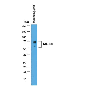 Western Blot MARCO Antibody [Unconjugated]