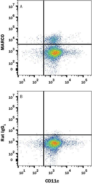 Mouse splenocytes were differentiated to dendritic cells by culturing with recombinant mouse IL-4 (Catalog # 404-ML, 20 ng/ml) and recombinant mouse GM-CSF (Catalog # 415-ML, 40 ng/ml) for 6 days, then stained with (A) Rat Anti-Mouse MARCO Fluorescein-conjugated Monoclonal Antibody (Catalog # FAB2956F) or (B) isotype control antibody (Catalog # IC005F) and Rat anti-Mouse CD11c Alexa Fluor® 647-conjugated Monoclonal Antibody (Catalog # FAB69501R). View our protocol for Staining Membrane-associated Proteins.