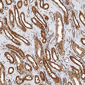 MAVS was detected in immersion fixed paraffin-embedded sections of human kidney using Mouse Anti-Human MAVS Monoclonal Antibody (Catalog # MAB9694) at 1.7 µg/mL for 1 hour at room temperature followed by incubation with the Anti-Mouse IgG VisUCyte™ HRP Polymer Antibody (Catalog # VC001). Tissue was stained using DAB (brown) and counterstained with hematoxylin (blue). Specific staining was localized to cytoplasm in convoluted tubules. View our protocol for IHC Staining with VisUCyte HRP Polymer Detection Reagents.