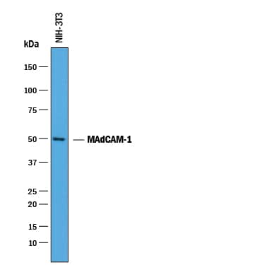 Western Blot MAdCAM-1 Antibody [Unconjugated]