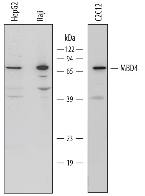 Western blot shows lysates of HepG2 human hepatocellular carcinoma cell line, Raji human Burkitt's lymphoma cell line, and C2C12 mouse myoblast cell line. PVDF membrane was probed with 1 µg/mL of Goat Anti-Human/Mouse MBD4 Antigen Affinity-purified Polyclonal Antibody (Catalog # AF5935) followed by HRP-conjugated Anti-Goat IgG Secondary Antibody (Catalog # HAF019). A specific band was detected for MBD4 at approximately 68 kDa (as indicated). This experiment was conducted under reducing conditions and using Immunoblot Buffer Group 1.