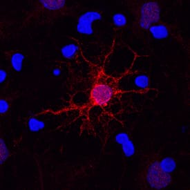Immunocytochemistry MBP Antibody (932908) [Unconjugated]