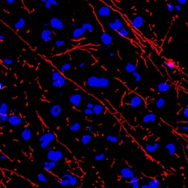 Immunohistochemistry MBP Antibody (932908) [Unconjugated]