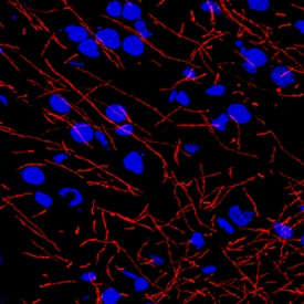 Immunohistochemistry MBP Antibody (932908) [Unconjugated]