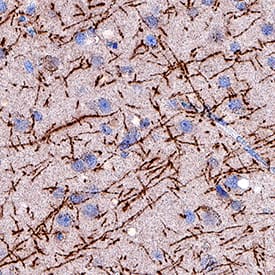 Immunohistochemistry MBP Antibody (932908) [Unconjugated]