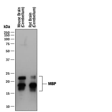 Western Blot MBP Antibody (932908) [Unconjugated]