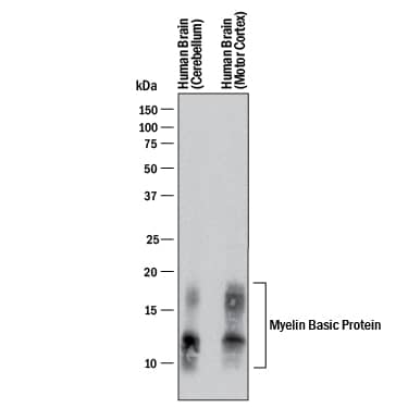 Western Blot MBP Antibody (932908) [Unconjugated]