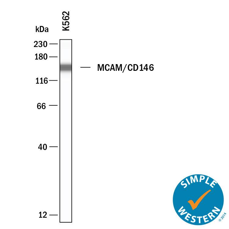 Simple Western lane view shows lysates of K562 human chronic myelogenous leukemia cell line, loaded at 0.2 mg/mL. A specific band was detected for MCAM/CD146 at approximately 152 kDa (as indicated) using 10 µg/mL of Goat Anti-Human MCAM/CD146 Antigen Affinity-purified Polyclonal Antibody (Catalog # AF932) followed by 1:50 dilution of HRP-conjugated Anti-Goat IgG Secondary Antibody (Catalog # HAF109). This experiment was conducted under reducing conditions and using the 12-230 kDa separation system. 