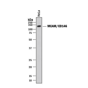 Western Blot MCAM/CD146 Antibody (128018) [Unconjugated]