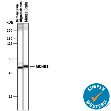Simple Western MCHR1 Antibody (851047) [Unconjugated]