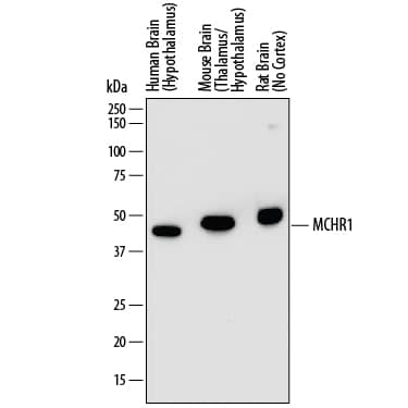 Western Blot MCHR1 Antibody (851047) [Unconjugated]