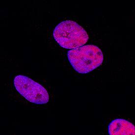 Immunocytochemistry MCM7 Antibody (2068B) [Unconjugated]