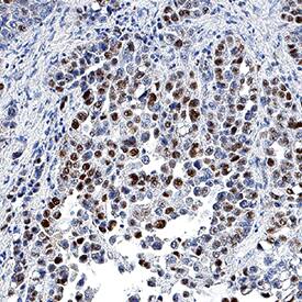 Immunohistochemistry MCM7 Antibody (2068B) [Unconjugated]