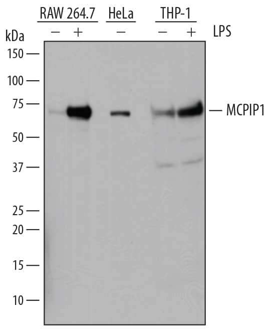 Western Blot MCPIP1/ZC3H12A Antibody (604421) [Unconjugated]