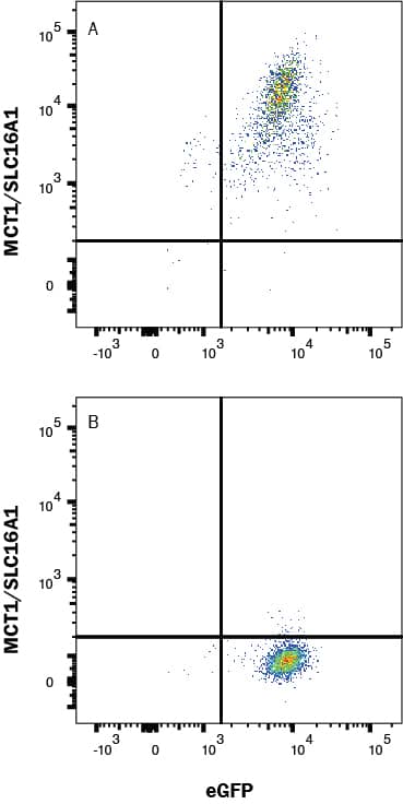 Flow Cytometry MCT1/SLC16A1 Antibody (882616) [Unconjugated]