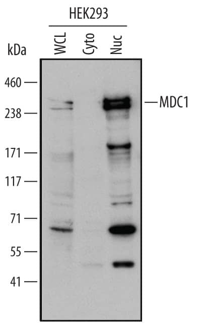 Western blot shows lysates of HEK293 human embryonic kidney cell line. Gels were loaded with 30 µg of whole cell lysate (WCL), 20 µg of cytoplasmic (Cyto) and 10 µg of nuclear extracts (Nuc). PVDF Membrane was probed with 2 µg/mL of Human MDC1 Monoclonal Antibody (Catalog # MAB6497) followed by HRP-conjugated Anti-Rat IgG Secondary Antibody (Catalog # HAF005). A specific band was detected for MDC1 at approximately 250 kDa (as indicated). This experiment was conducted under reducing conditions and using Immunoblot Buffer Group 2.