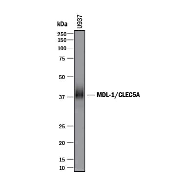 Western Blot MDL-1/CLEC5A Antibody [Unconjugated]