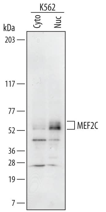 Western blot shows lysates of K562 human chronic myelogenous leukemia cell line. Gels were loaded with 20 µg of cytoplasmic (Cyto) and 10 µg of nuclear (Nuc) extracts. PVDF Membrane was probed with 0.2 µg/mL of Sheep Anti-Human/Mouse MEF2C Antigen Affinity-purified Polyclonal Antibody (Catalog # AF6786) followed by HRP-conjugated Anti-Sheep IgG Secondary Antibody (HAF016). Specific bands were detected for MEF2C at approximately 52-60 kDa (as indicated). This experiment was conducted under reducing conditions and using Immunoblot Buffer Group 1.