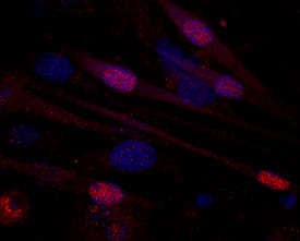 MEF2C was detected in immersion fixed differentiated C2C12 mouse myoblast cell line using Mouse Anti-Human/Mouse MEF2C Monoclonal Antibody (Catalog # MAB6786) at 10 µg/mL for 3 hours at room temperature. Cells were stained using the NorthernLights™ 557-conjugated Anti-Mouse IgG Secondary Antibody (red; Catalog # NL007) and counter-stained with DAPI (blue). Specific staining was localized to nucleus of myoblasts. View our protocol for Fluorescent ICC Staining of Cells on Coverslips.