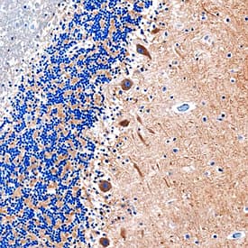 MEGF9 was detected in immersion fixed paraffin-embedded sections of human brain (cerebellum) using Sheep Anti-Human MEGF9 Antigen Affinity-purified Polyclonal Antibody (Catalog # AF7768) at 1 µg/mL overnight at 4 °C. Before incubation with the primary antibody, tissue was subjected to heat-induced epitope retrieval using Antigen Retrieval Reagent-Basic (Catalog # <a class=