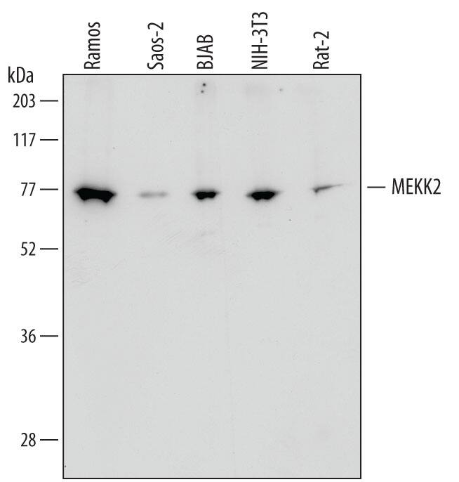 Western Blot MEKK2 Antibody (722728)