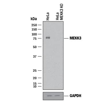 Knockout Validated MEKK3 Antibody (576240) [Unconjugated]