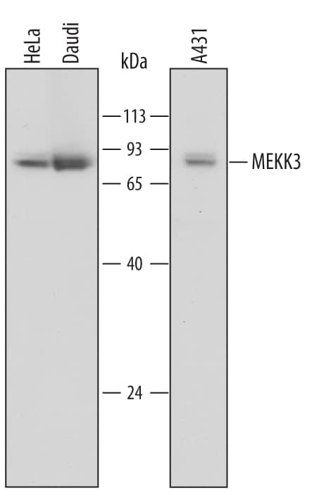 Western Blot MEKK3 Antibody (576240) [Unconjugated]