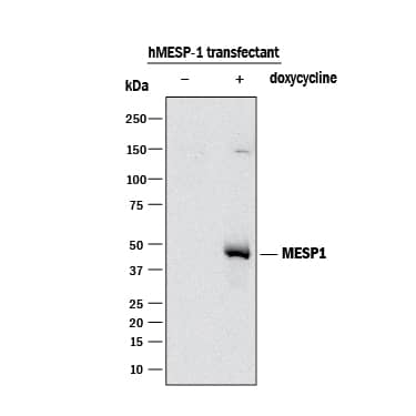 Western blot shows lysates of Mouse ES cells transfected with human MESP1 untreated (-) or treated (+) with 100 ng/mL Doxycycline overnight. PVDF membrane was probed with 2 µg/mL of Mouse Anti-Human MESP1 Monoclonal Antibody (Catalog # MAB92193) followed by HRP-conjugated Anti-Mouse IgG Secondary Antibody (Catalog # HAF018). A specific band was detected for MESP1 at approximately 45 kDa (as indicated). This experiment was conducted under reducing conditions and using Immunoblot Buffer Group 3. Cells provided courtesy of Michael Kyba's lab, University of Minnesota.
