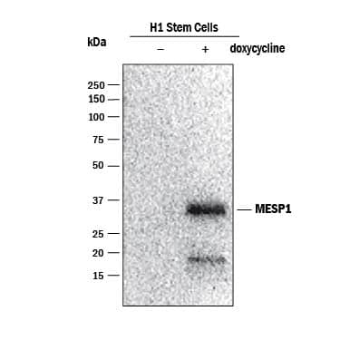 <b>Biological Strategies Validation. </b>Western blot shows lysates of H1 human embryonic stem cells untreated (-) or treated (+) with 100 ng/mL Doxycycline overnight. PVDF membrane was probed with Mouse Anti-Human MESP1 Monoclonal Antibody (Catalog # MAB92193) followed by HRP-conjugated Anti-Mouse IgG Secondary Antibody (Catalog # HAF018). A specific band was detected for MESP1 at approximately 30 kDa (as indicated). Image provided courtesy of Michael Kyba's lab, University of Minnesota.