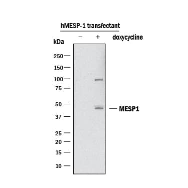 Western blot shows lysates of Mouse ES cells transfected with human MESP1 untreated (-) or treated (+) with 100 ng/mL Doxycycline overnight. PVDF membrane was probed with 2 µg/mL of Rabbit Anti-Human MESP1 Monoclonal Antibody (Catalog # MAB9219) followed by HRP-conjugated Anti-Rabbit IgG Secondary Antibody (Catalog # HAF008). A specific band was detected for MESP1 at approximately 45 kDa (as indicated). This experiment was conducted under reducing conditions and using Immunoblot Buffer Group 3. Cells provided courtesy of Michael Kyba's lab, University of Minnesota.