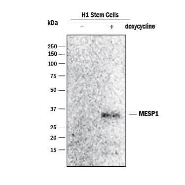<b>Biological Strategies Validation. </b>Western blot shows lysates of H1 human embryonic stem cells untreated (-) or treated (+) with 100 ng/mL Doxycycline overnight. PVDF membrane was probed with Rabbit Anti-Human MESP1 Monoclonal Antibody (Catalog # MAB9219) followed by HRP-conjugated Anti-Rabbit IgG Secondary Antibody (Catalog # HAF008). A specific band was detected for MESP1 at approximately 30 kDa (as indicated). Image provided courtesy of Michael Kyba's lab, University of Minnesota.