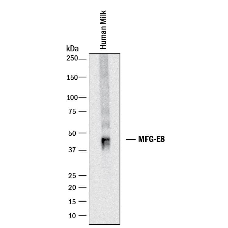 Western blot shows human milk. PVDF membrane was probed with 1 µg/mL of Sheep Anti-Human MFG-E8 Antigen Affinity-purified Polyclonal Antibody (Catalog # AF2767) followed by HRP-conjugated Anti-Sheep IgG Secondary Antibody (Catalog # HAF018). A specific band was detected for MFG-E8 at approximately 45 kDa (as indicated). This experiment was conducted under reducing conditions and using Immunoblot Buffer Group 1.