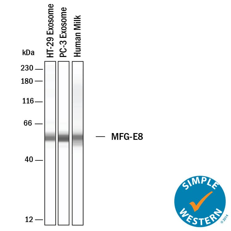 Simple Western shows lysates of Exosome Standards (HT‑29) (NBP3-11685), Exosome Standards (PC‑3) (NBP2-49856) and human milk, loaded at 0.5 mg/ml. A specific band was detected for MFG‑E8 at approximately 56 kDa (as indicated) using 2 µg/mL of Sheep Anti-Human MFG‑E8 Antigen Affinity-purified Polyclonal Antibody (Catalog # AF2767). This experiment was conducted under reducing conditions and using the 12-230kDa separation system.