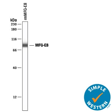 Simple Western lane view shows lysates of recombinant mouse (rm) MFG-E8 , loaded at 50 ng/mL. A specific band was detected for MFG-E8 at approximately 87 kDa (as indicated) using 50 µg/mL of Goat Anti-Mouse MFG-E8 Antigen Affinity-purified Polyclonal Antibody (Catalog # AF2805) followed by 1:50 dilution of HRP-conjugated Anti-Goat IgG Secondary Antibody (Catalog # HAF019). This experiment was conducted under reducing conditions and using the 12-230 kDa separation system.