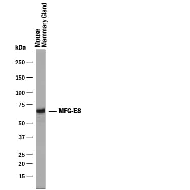 Western blot shows lysates of mouse mammary gland tissue. PVDF membrane was probed with 0.25 µg/mL of Goat Anti-Mouse MFG-E8 Antigen Affinity-purified Polyclonal Antibody (Catalog # AF2805) followed by HRP-conjugated Anti-Goat IgG Secondary Antibody (Catalog # HAF019). A specific band was detected for MFG-E8 at approximately 60-70 kDa (as indicated). This experiment was conducted under reducing conditions and using Immunoblot Buffer Group 1.
