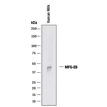 Western blot shows lysates of human milk. PVDF membrane was probed with 1 µg/mL of Mouse Anti-Human MFG-E8 Monoclonal Antibody (Catalog # MAB2767) followed by HRP-conjugated Anti-Sheep IgG Secondary Antibody (Catalog # HAF016). A specific band was detected for MFG-E8 at approximately 45 kDa (as indicated). This experiment was conducted under reducing conditions and using Immunoblot Buffer Group 1.