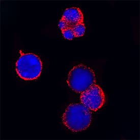Immunocytochemistry MICL/CLEC12A Antibody [Unconjugated]