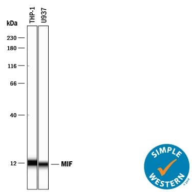 Simple Western lane view shows lysates of THP-1 human acute monocytic leukemia cell line and U937 human histiocytic lymphoma cell line, loaded at 0.2 mg/mL. A specific band was detected for MIF at approximately 12 kDa (as indicated) using 25 µg/mL of Goat Anti-Human/Mouse MIF Polyclonal Antibody (Catalog # AB-289-PB) followed by 1:50 dilution of HRP-conjugated Anti-Goat IgG Secondary Antibody (Catalog # HAF109). This experiment was conducted under reducing conditions and using the 12-230 kDa separation system.