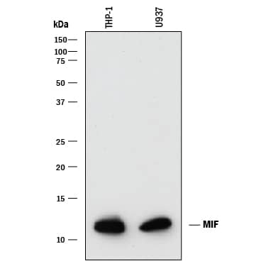 Western blot shows lysates of THP-1 human acute monocytic leukemia cell line and U937 human histiocytic lymphoma cell line. PVDF membrane was probed with 0.2 µg/mL of Goat Anti-Human/Mouse MIF Polyclonal Antibody (Catalog # AB-289-PB) followed by HRP-conjugated Anti-Goat IgG Secondary Antibody (Catalog # HAF017). A specific band was detected for MIF at approximately 12 kDa (as indicated). This experiment was conducted under reducing conditions and using Immunoblot Buffer Group 1.