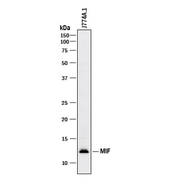 Western blot shows lysates of J774A.1 mouse reticulum cell sarcoma macrophage cell line. PVDF membrane was probed with 1 µg/mL of Goat Anti-Human/Mouse MIF Polyclonal Antibody (Catalog # AB-289-PB) followed by HRP-conjugated Anti-Goat IgG Secondary Antibody (Catalog # HAF017). A specific band was detected for MIF at approximately 12 kDa (as indicated). This experiment was conducted under reducing conditions and using Immunoblot Buffer Group 1.